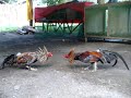 gamecocks