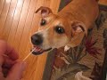 Bailey Dog and Spaghetti Bailey Dog and Spaghetti
