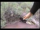 we are two artists living in a cabin out west.  we search the land for buried treasures then sell our findings on ebay.  this is the story of an old pepsi bottle we excavated on june 1, 2008.  you can view the ebay auction and buy this bottle if you wish at:
http://cgi.ebay.com/ws/ebayisapi.dll?viewitem&item=150255154064

for more info about goatsilk, or to watch higher quality videos check the sites below!

http://www.goatsilk.com
http://www.goatsilk.com/silkblog
http://www.benbloch.com
http://www.carolinepeters.net