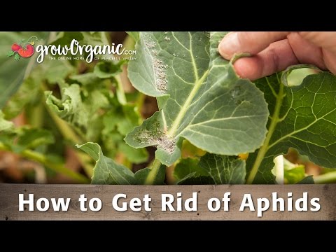 how to get rid aphids