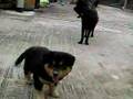 Cute puppies 