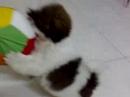 Shih Tsu puppy playing big ball