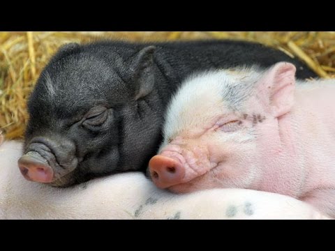 Welches Haustier passt zu mir? [Reportage][Deutsch]