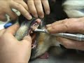 Roots Veterinary Dental Supplies Roots Veterinary Dental Supplies