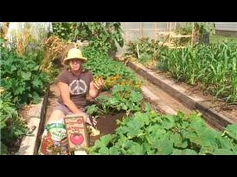 how to grow zucchini in a garden