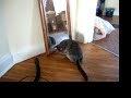 This is my sister's cat, 