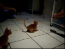 July 26 2008 Aby kittens Play with new toys