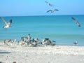 Seagull feast! - Manasota Key, FL - September 7, 2008