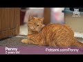 Click for Penny's full profile www.petsami.com Help Dancing with the Stars judge and cat-lover Carrie Ann Inaba and Kit find deserving cribs for shelter cats in need of a forever home. Meet Penny, she's a rare Orange Tabby who loves to snuggle. You may notice she has only one eye, that's because she's always winking. For more hilarious pet videos check out www.petsami.com Follow Petsami on Twitter http Become a fan of Crib Cat on Facebook www.facebook.com To learn more about Otis visit www.petsami.com