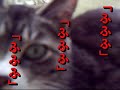 野良猫戦隊ノラニャンジャー 「ノラレッド vs カメラ怪人!!」