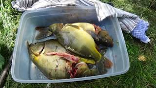 FISCHE ARTGERECHT TÖTEN ANGELN AM PRIVATTEICH