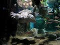 Massive common snapping turtle