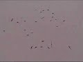 geese-wiffling-in.html