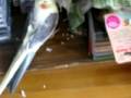 The mysterious disappearing cockatiel