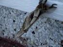the moth of me the moth of me