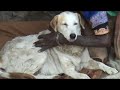 Sick dog
