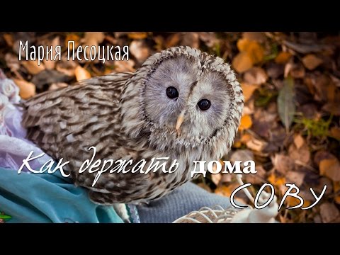 Департамент образования Белгородской области - Новости Галчатки, подскажите, бабушка нашла на улице чужое серебряное