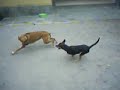 cachorros malucos