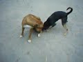 cachorros malucos