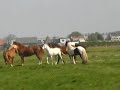 Weide Stal Wassenaar