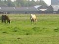 Weide Stal Wassenaar