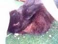 videos de Rudi Hase