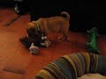 Winston, the Puggle Puppy