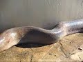 Anaconda Python