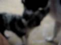videos de Border Collies