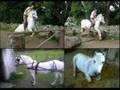 bowing, spanish walk, extended trot, canter, rearing, bucking