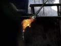 Glass Dolphin 