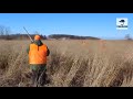 Pheasant Hunting with CHAOS - ft. Beretta A400 Xtreme