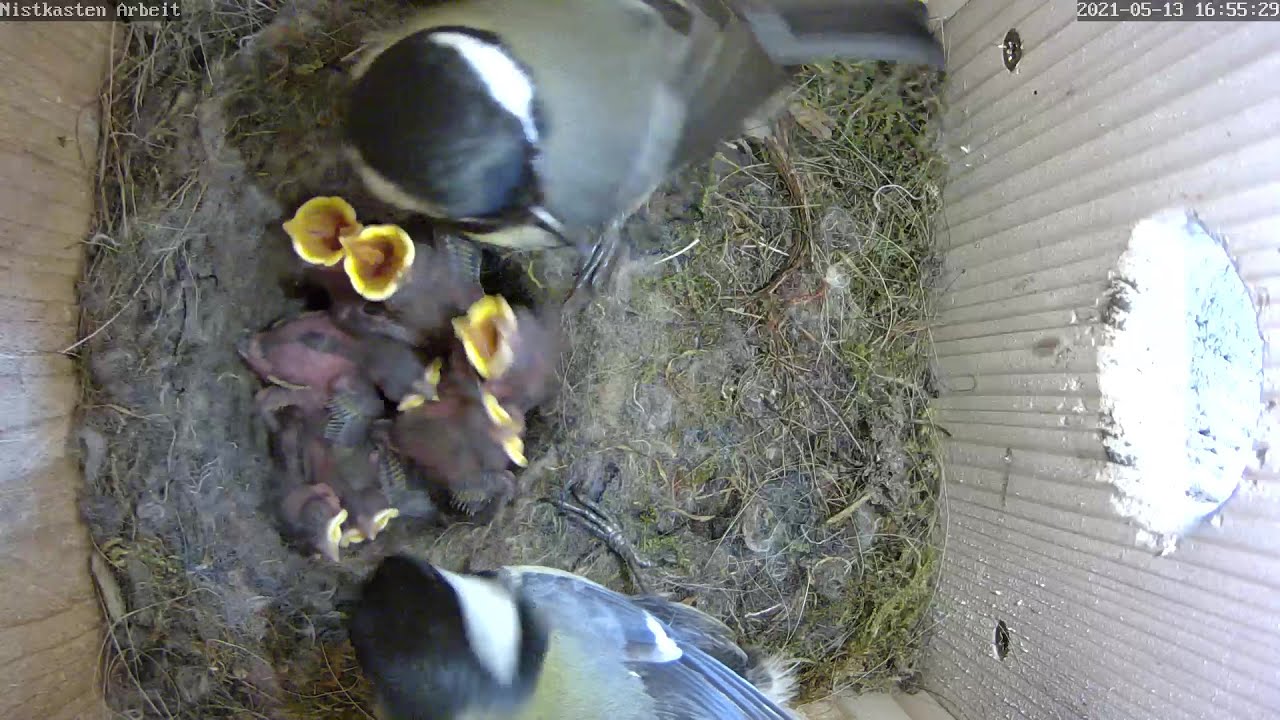 Die Küken blühen fast wie gelbe Tulpen | Tag 6 | 13.05.2021