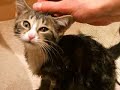 Bath Kitty Bath Kitty