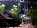 Cichlids