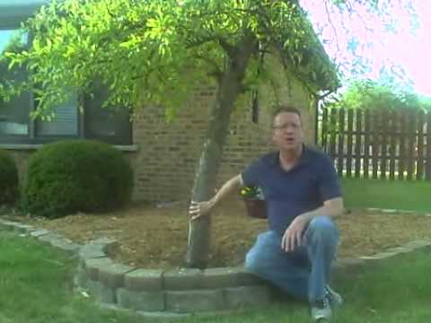 how to properly mulch around trees