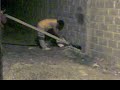 borracho pendejo atorado parte 2