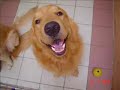 Golden Retriever with Music