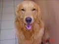 Golden Retriever with Music Golden Retriever with Music