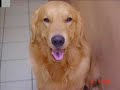 Golden Retriever with Music