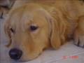 Golden Retriever video