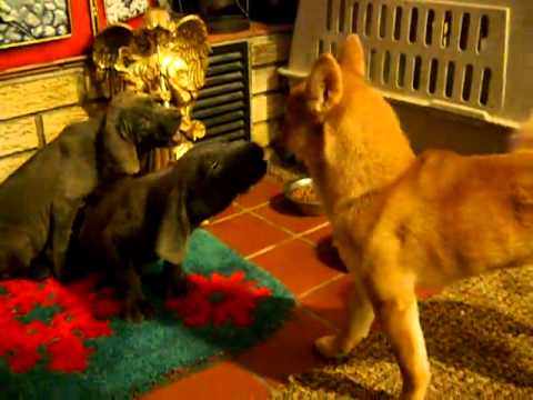Gunter and Greta on video!