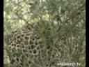 Karula by Kaya 3 WildEarth Djuma Vuyatela PM game drive