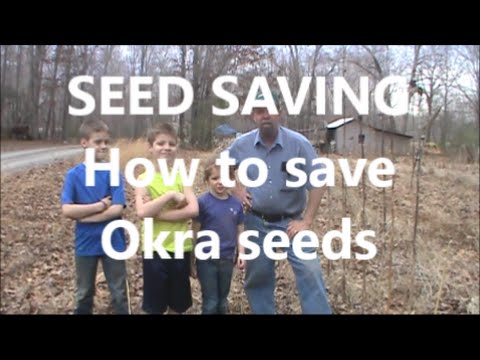 how to collect okra seeds