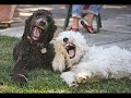 vERY fUNNY dOGS 2 vERY fUNNY dOGS 2