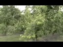 Carlson Pears Lot 38 Pears