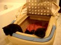 Kittens Escape!!