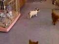 ジャックラッセルテリアの子犬　byペットハウスプリティ