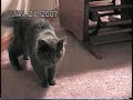 Weird Cat Weird Cat
