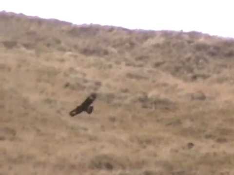 golden eagle